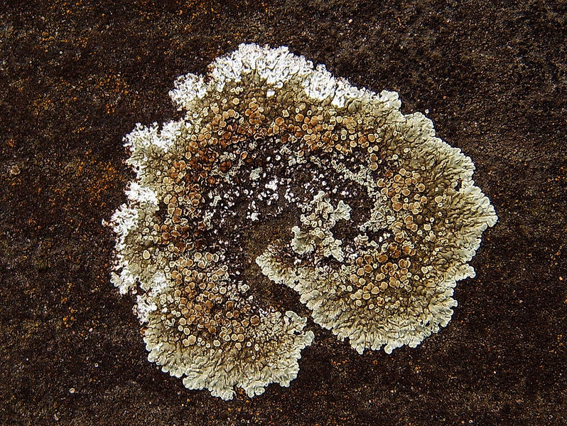 File:Spiral lichen.jpg