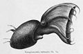 Vampire Squid (sketch of Vampyroteuthis Infernalis by Chun)