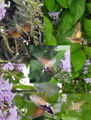 Thumbnail for version as of 04:48, 26 November 2007