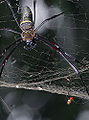 Golden Silk Orb-Weaver (Nephila antipodiana)