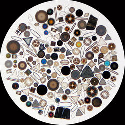 Diatom.jpg