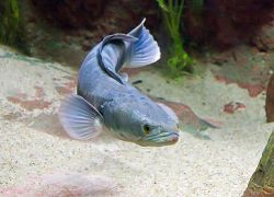 Fishy.jpg