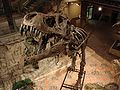 "Stan" the T-rex, on exhibit.