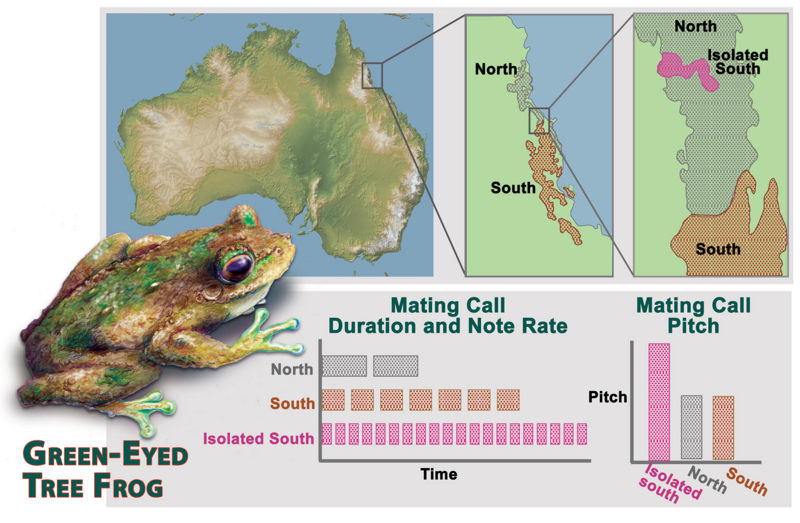 Ficheiro:Green-eyed frog speciation.jpg
