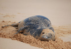 HI monk seal.jpg