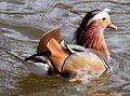 Mandarin Duck ( Aix galericulata)