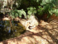 Crocodile (Crocodylidae) Never smile crocodile.