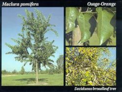 Osage Orange.JPG