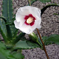 Rose of Sharon Hibiscus syriacus