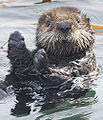 Sea Otter (E. lutris) Genus:Enhydra