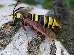 Sesia apiformis.jpg
