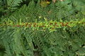 Soft shield fern (Polystichum setiferum)