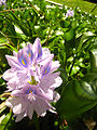 Thumbnail for version as of 22:43, 15 May 2010