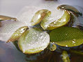 Thumbnail for version as of 02:34, 26 May 2009