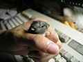 Dwarf Hamster Genus: Phodopus