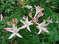 Dwarf azalea (Rhododendron atlanticum (Ashe) Rehd. )