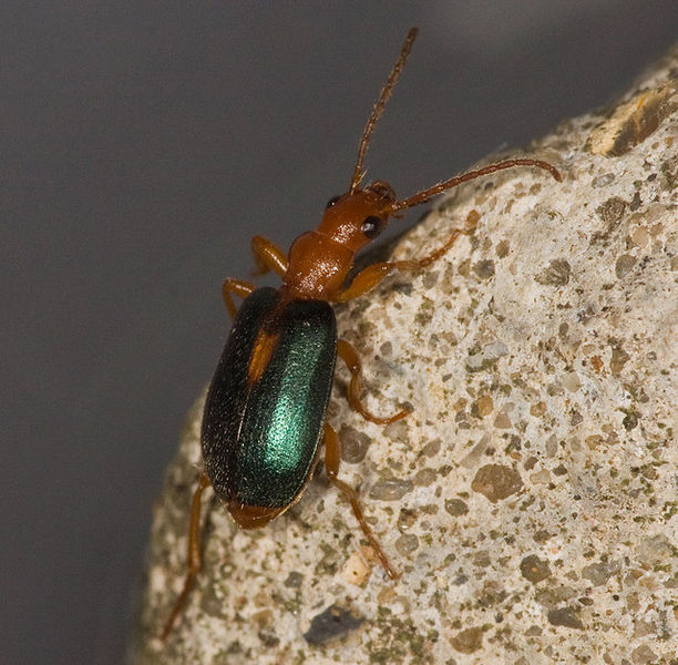 Файл:Brachinus sclopeta.jpg