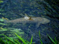 Brown Trout (Salmo trutta) Genus: Salmo
