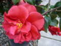 Camellia (C. japonica) Genus:Camellia