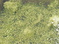 Star Duckweed (Lemna trisulca L.)