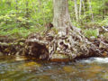 Northern Red Oak3.jpg