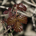 Thumbnail for version as of 08:10, 26 May 2009
