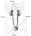 Thumbnail for version as of 20:19, 20 March 2009