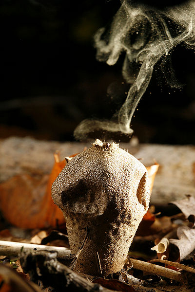 File:1814180042 b73ad69011 b.jpg