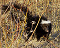 Skunk (Mephitis)