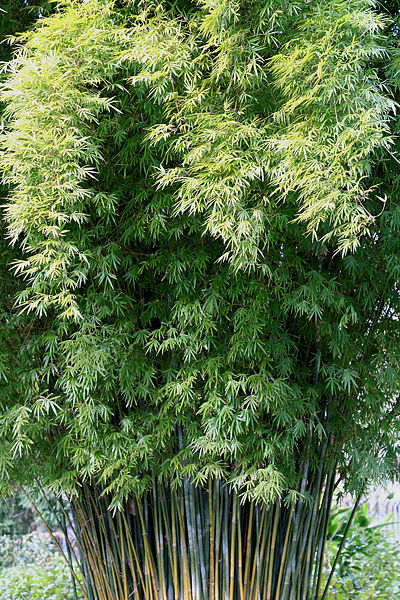 File:Bambusa textilis var. gracilis.jpg