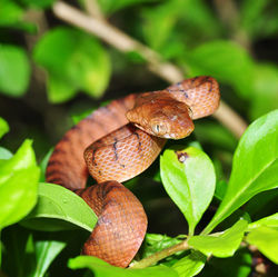Brown.Tree.Snake.jpg