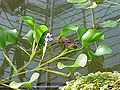 Anchored water hyacinth (Eichhornia azurea)