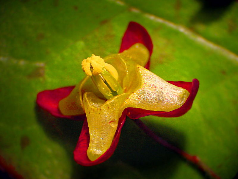 File:F.jpg