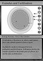 Thumbnail for version as of 05:03, 19 January 2012