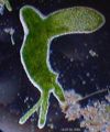 Thumbnail for version as of 19:11, 28 September 2006