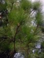 Longleafpine03.jpg