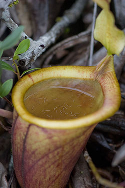 Pitcher with larvae.jpg