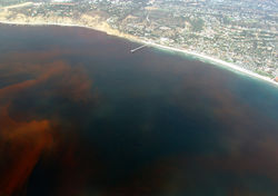 Red tide shore 2.jpg