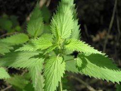 Stinging nettles up close.JPG