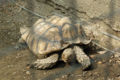 African Spurred Tortoise (Geochelone Sulcata) Binomial name: Geochelone Sulcata