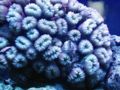 Brain coral detail picture