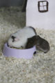 Guinea Pigs feeding at Noah's Ark Zoo Farm