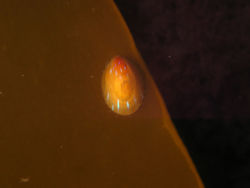 Blue-rayed limpet.jpg