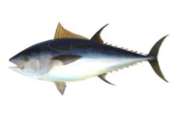 Bluefin tuna.jpg