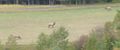Two bull elks meet when one (right) challenges the other to fight.