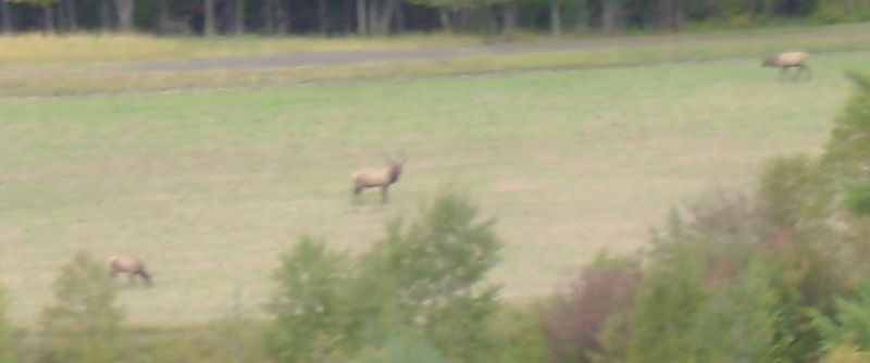 File:ElkFight4.jpg
