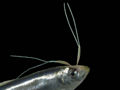 Thumbnail for version as of 12:34, 9 May 2007