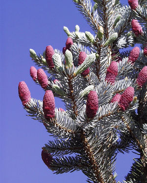Picea pungens1.jpg