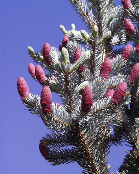 File:Picea pungens1.jpg