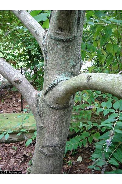 File:Princess Tree bark.jpg